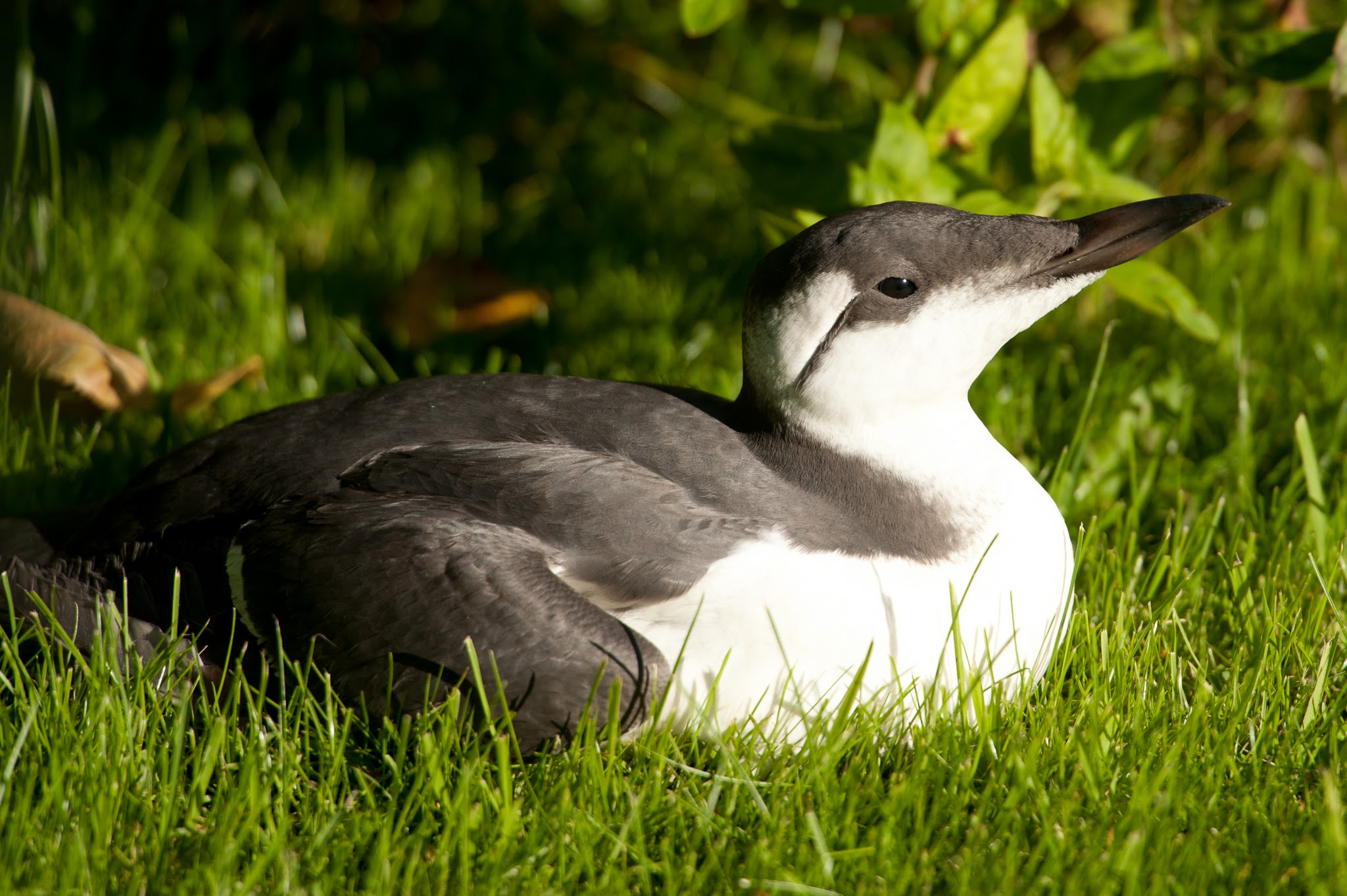 Guillemot