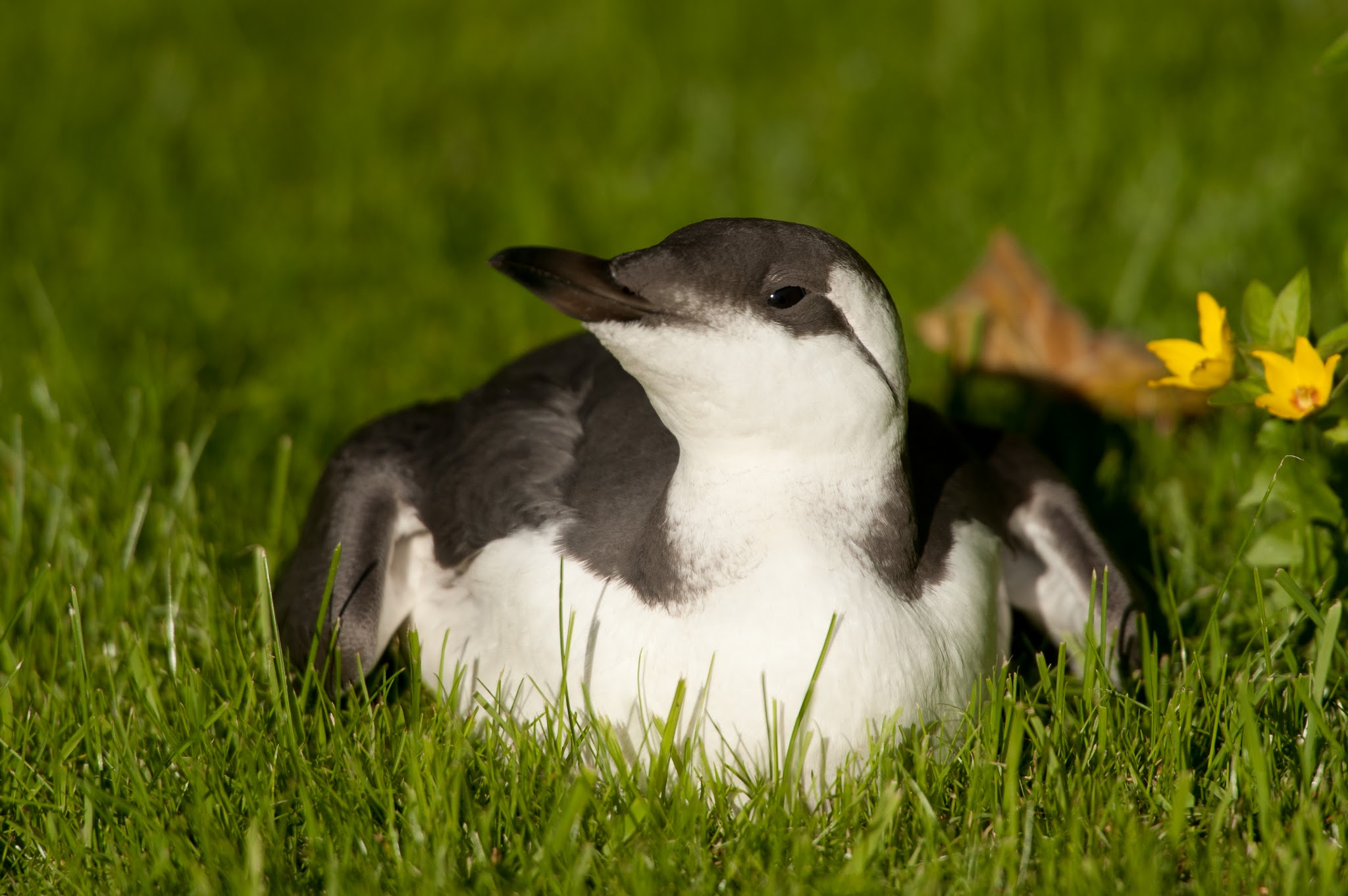 Guillemot