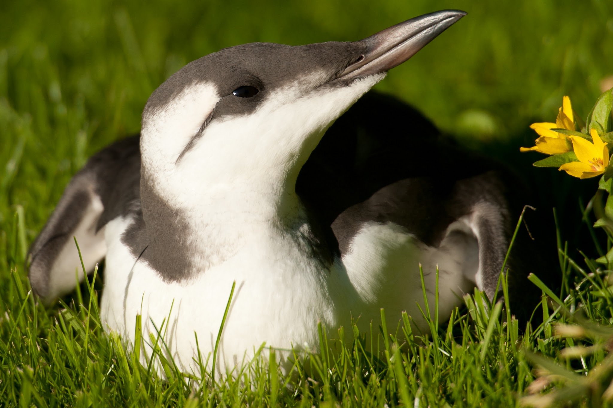 Guillemot