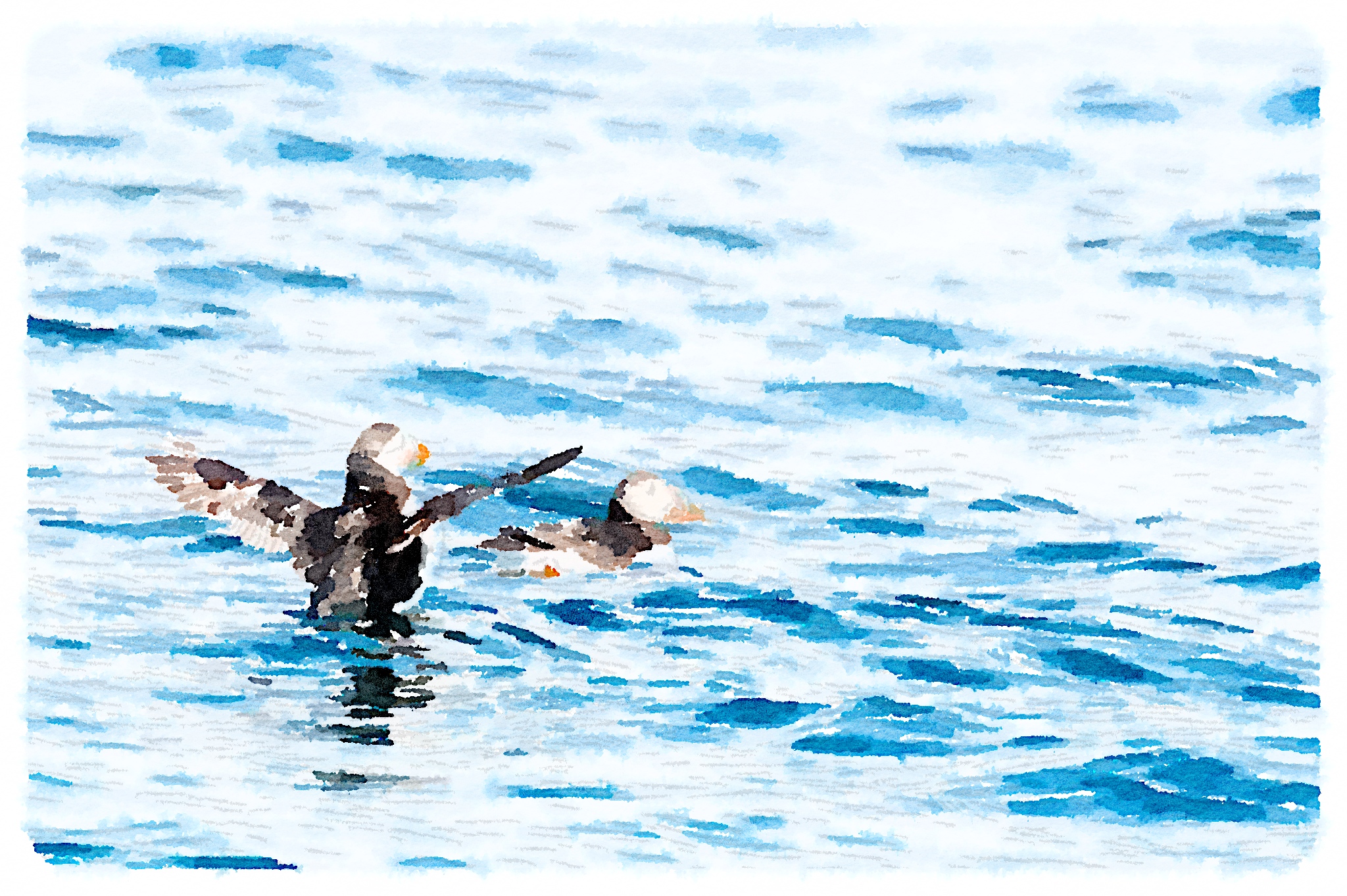 Puffins on the water