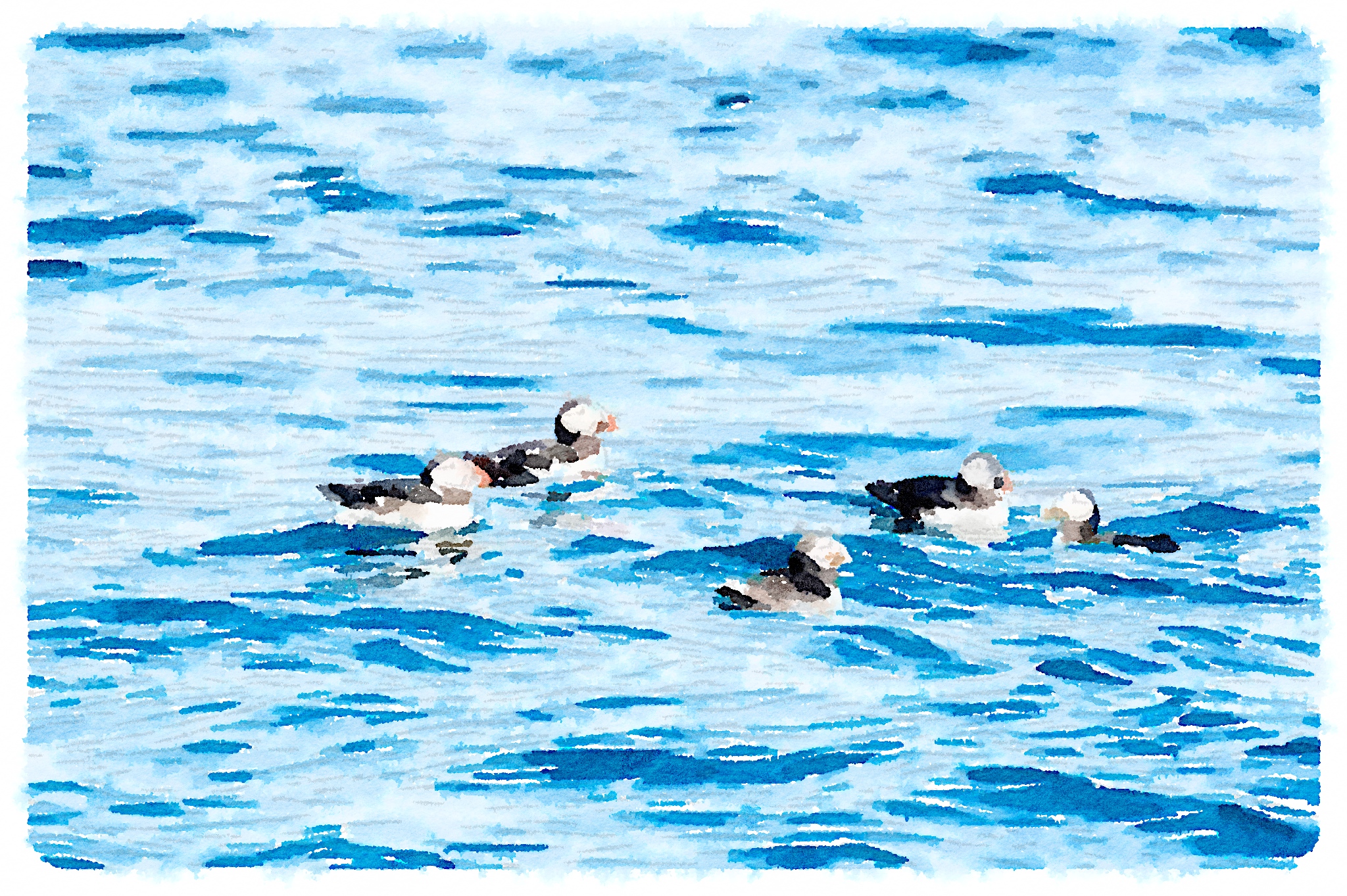Puffins on the water