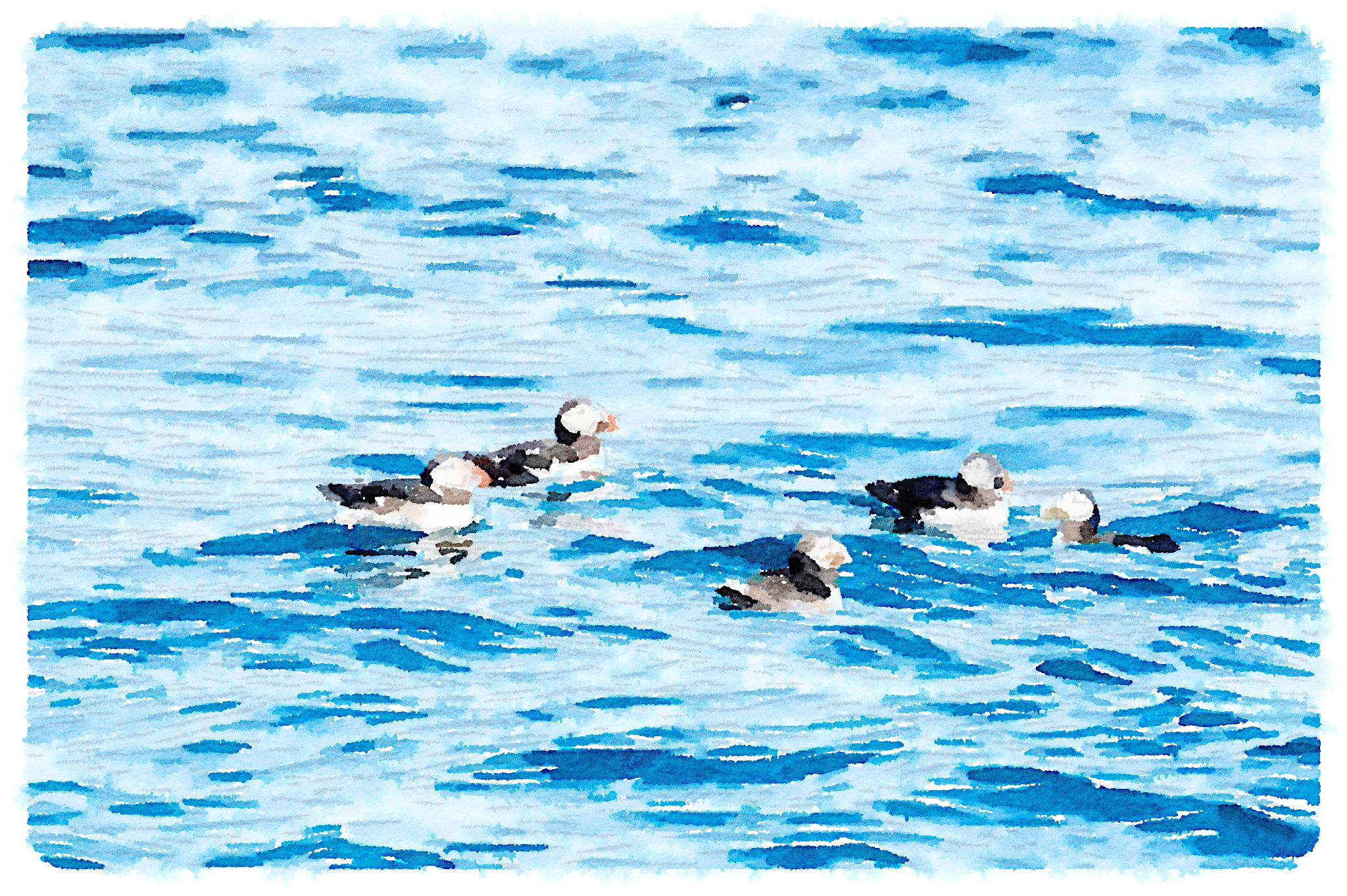 Puffins on the water Puffins on the water