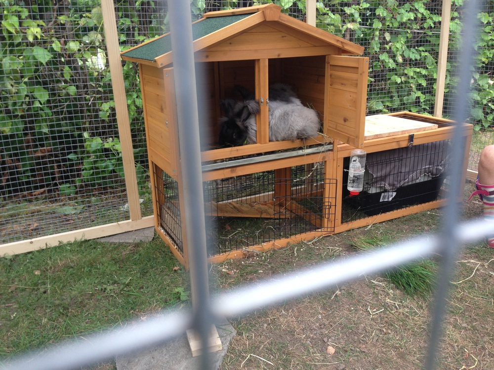 Rabbits moved in