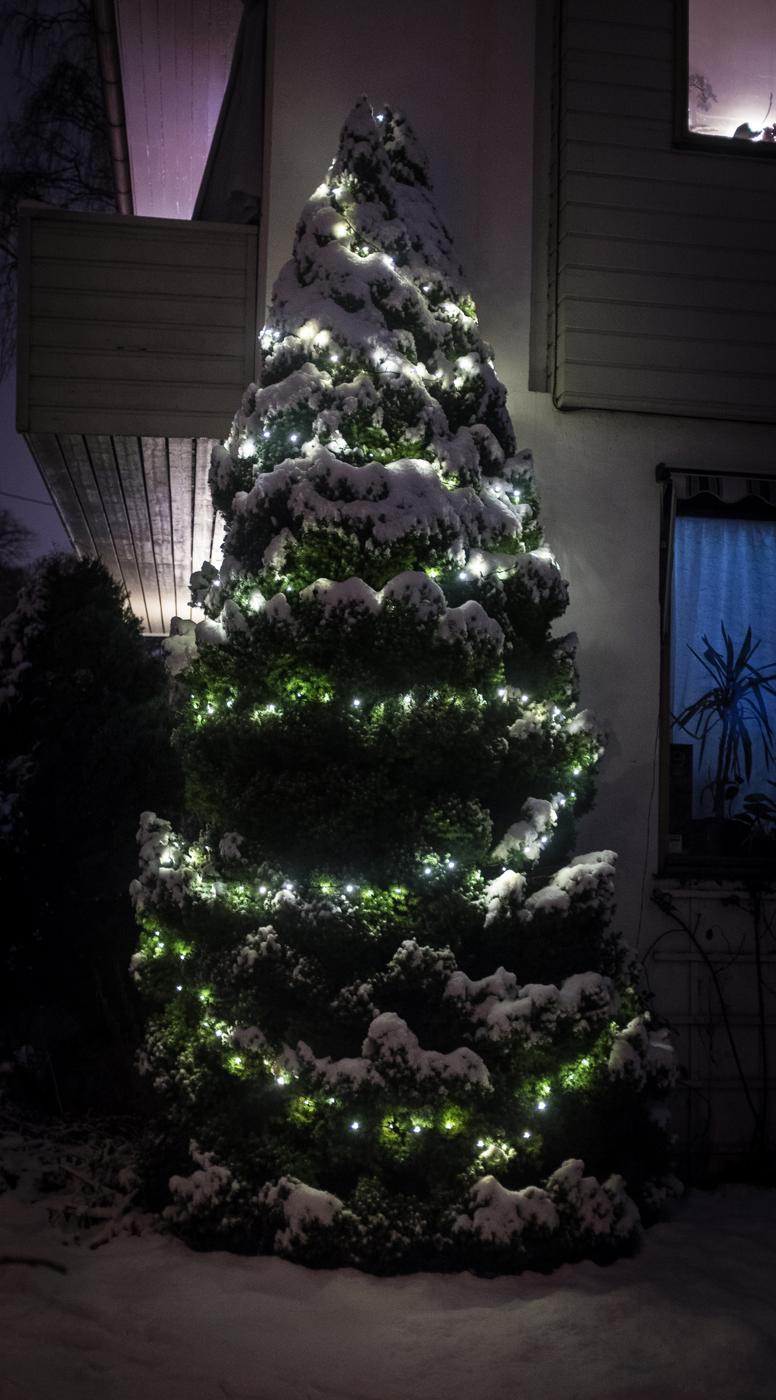 Outdoor tree lights in place