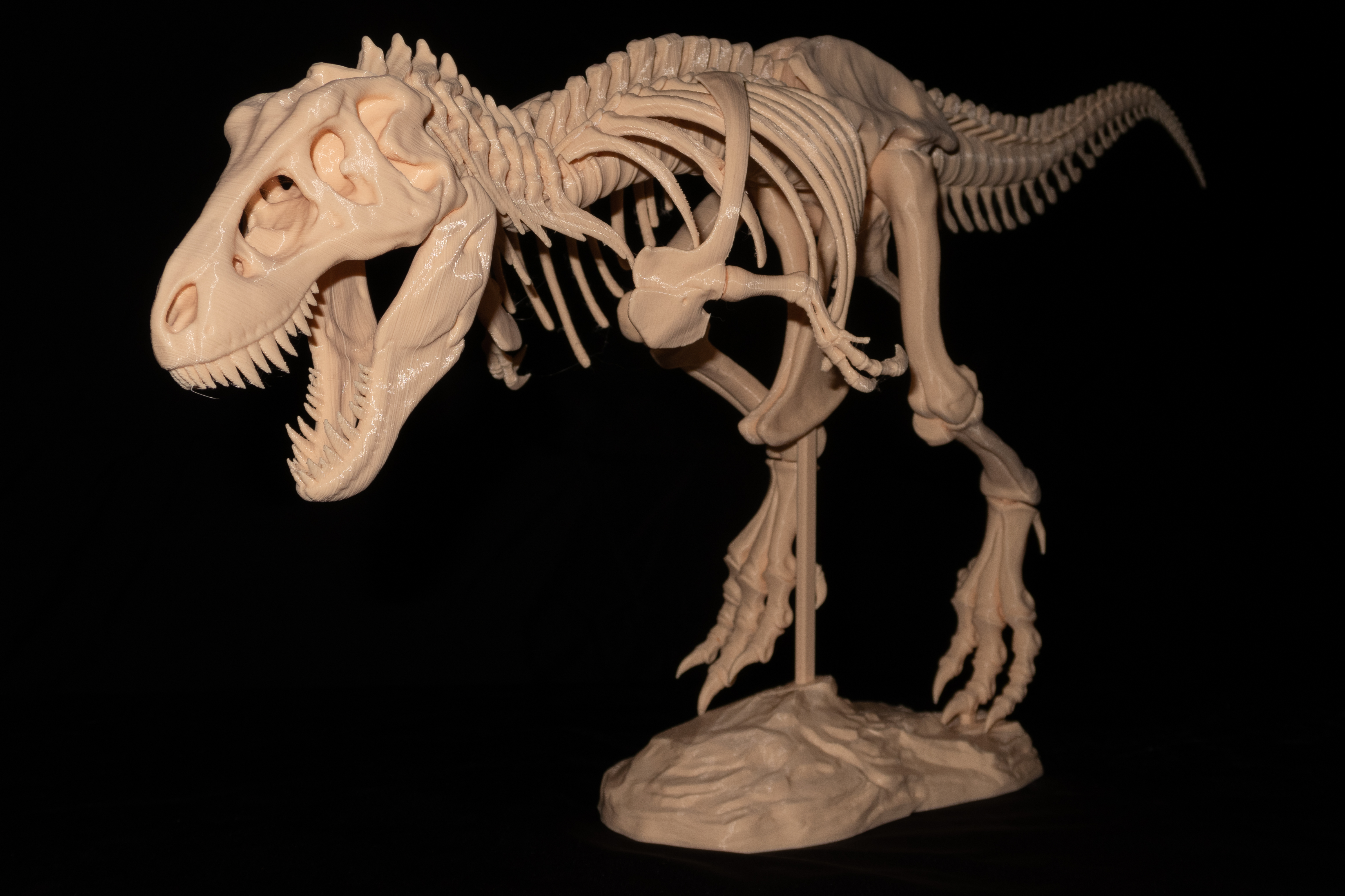 Tyrannosaurus Rex