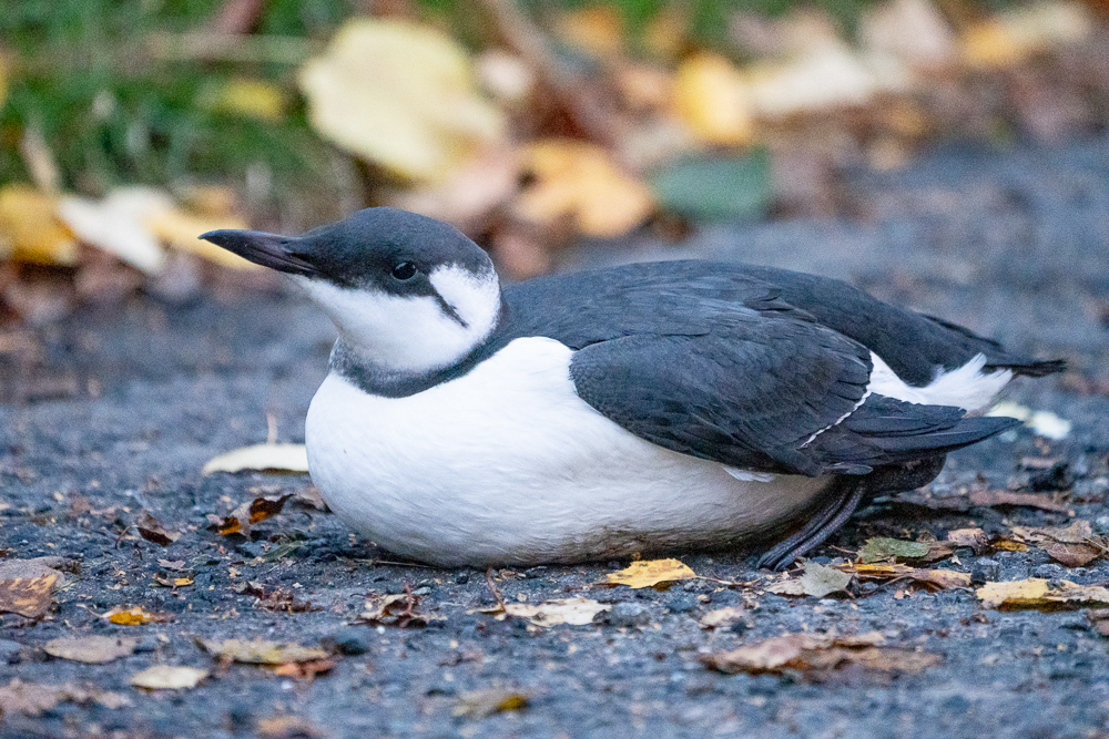 Guillemot